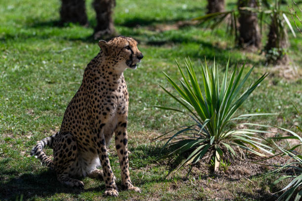 istock Cheetah waiting in the meadow 1272223616