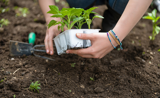 Close-up of girl's hands planting seedling in vegetable garden.