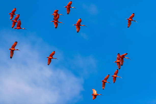 istock Scarlet Ibis flying in the sky 1272223644
