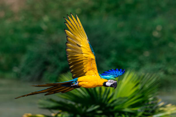 istock Blue-and-yellow Macaw flying in the forest 1272223650