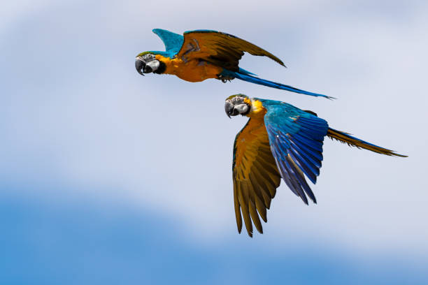 istock Blue-and-yellow Macaw flying in the forest 1272223661