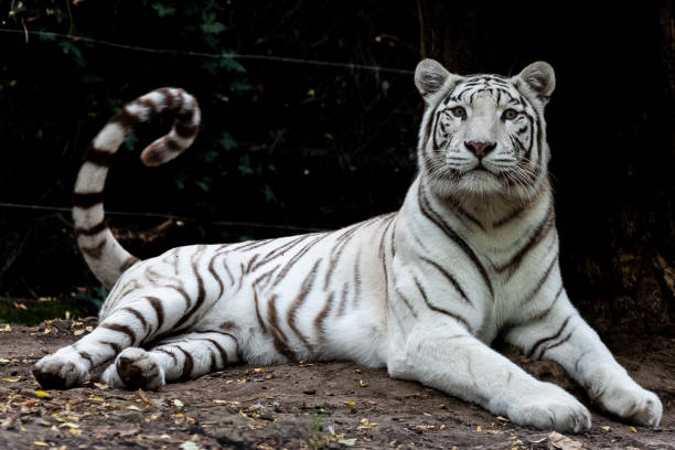 istock White tiger resting in the forest 1272223856