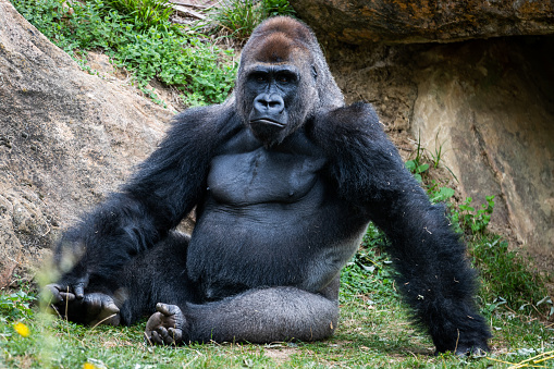 Silverback gorilla eating
