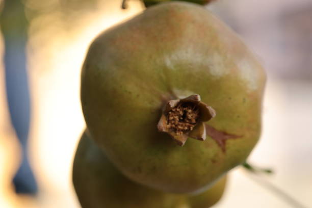 istock Organic pomegranate fruit ripening on the tree. 1272224077