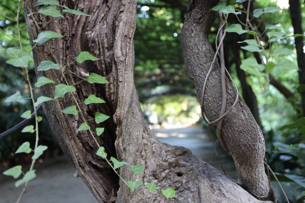 istock Tangled wisteria tree (wisteria chinensis) in a summer house 1272224141