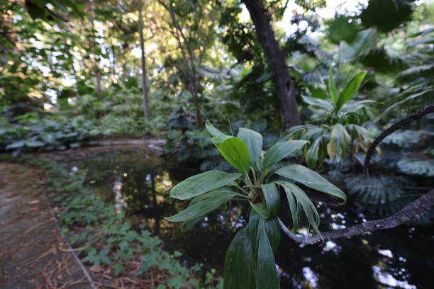 istock tropical garden with ground level vine pond 1272224662