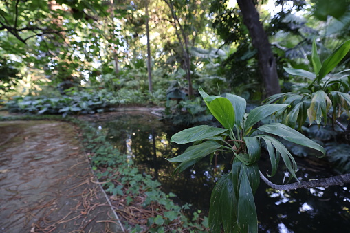 jungle with ponds tangled