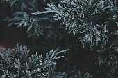Christmas tree branches with frost outdoors