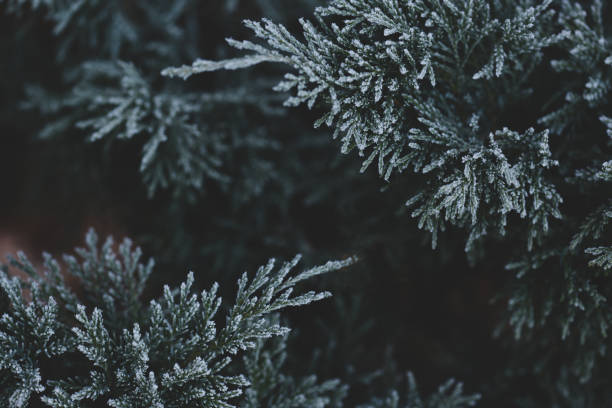 galhos de árvore de natal com geada ao ar livre - cold forest frost ice - fotografias e filmes do acervo