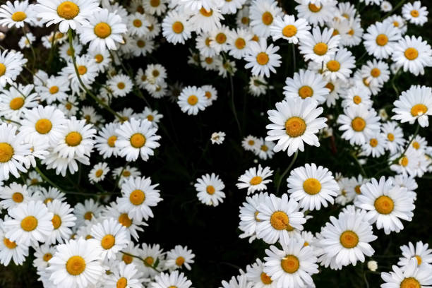 istock camomile flowers tea summer white yellow field, natural background. 1272225005