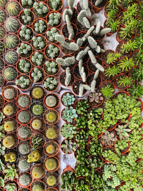 istock Cactus in little pots 1272225907