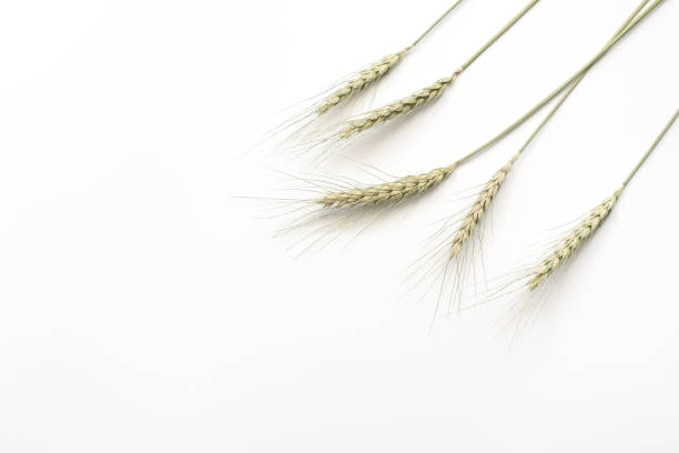 istock Dry spikelets of wheat isolated on white background.Stylish minimal composition. Top view, flat lay. 1272226470