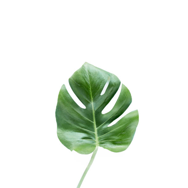istock Tropical leaves Monstera on white background. Flat lay, top view 1272227634