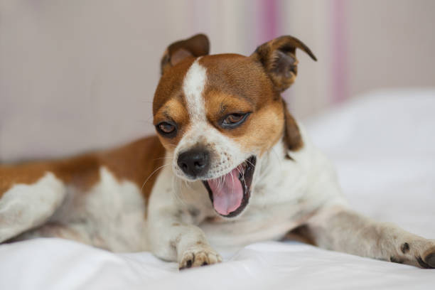 perro pequeño mirando a la cámara y bostezando acostado en la cama. - chihuahua dog pets yawning fotografías e imágenes de stock