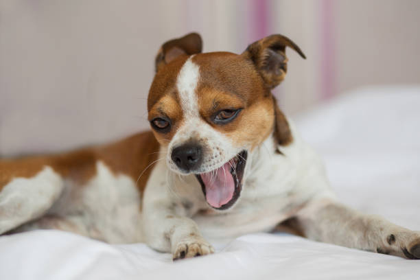istock Small dog looking at camera and yawning lying on the bed. 1272228195