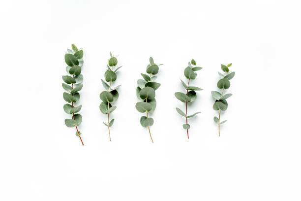 istock green leaves eucalyptus on white background. flat lay, top view 1272228509