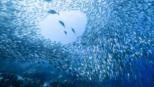 Bait ball / school of fish in turquoise water of coral reef in Caribbean Sea / Curacao with Blue Runner stock photo