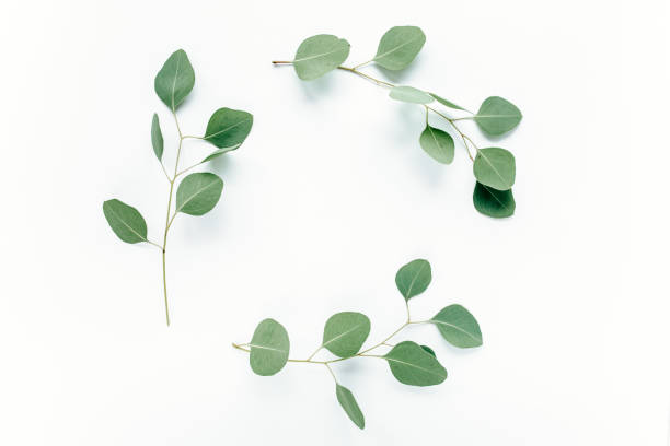 istock Round frame with branches eucalyptus and leaves isolated on white background. lay flat, top view 1272229475