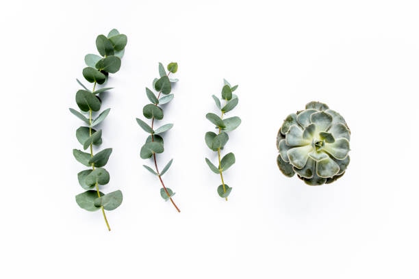 istock green leaves eucalyptus on white background. flat lay, top view 1272229593