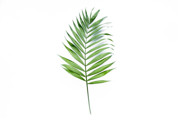 istock green palm leaf branches on white background. flat lay, top view 1272230504