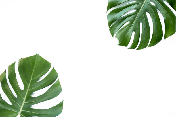 istock Tropical leaves Monstera on white background. Flat lay, top view 1272231422