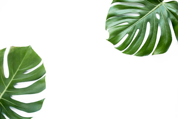 istock Tropical leaves Monstera on white background. Flat lay, top view 1272231929