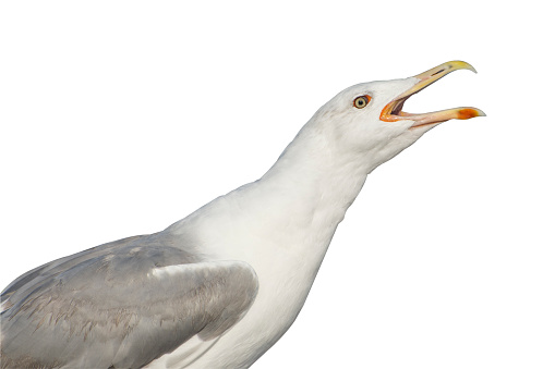 A large seagull screams, opening its beak. Seagull isolate on a white background. Selective focus.