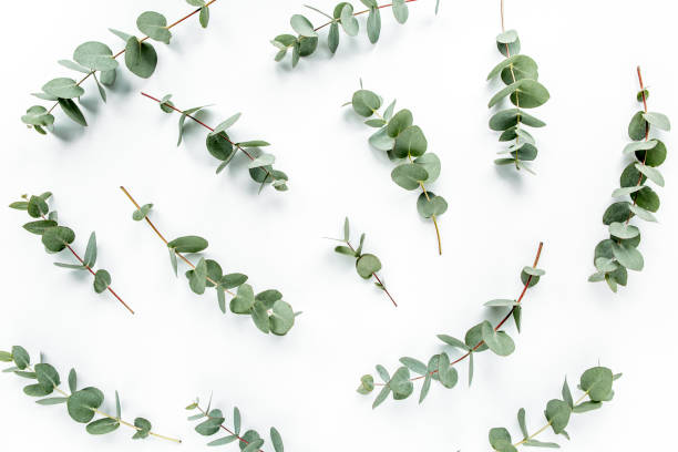 istock green leaves eucalyptus on white background. flat lay, top view 1272233101