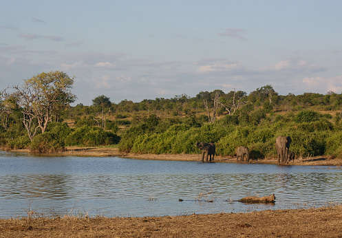 An elephant bull leads his herd of elephants to the watering hole at Lake Ihaha in Botswana