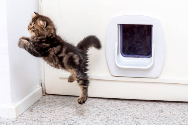 istock Newborn Longhair Scottish Fold Kitten Jumping 1272234492