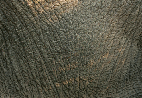 A close up of an elephants skin