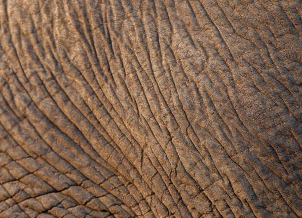 istock A close up of an elephants skin 1272234751