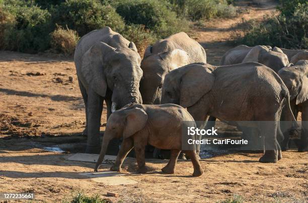 A Herd Of Elephant At A Watering Hole In The Addo National Park Stock Photo - Download Image Now