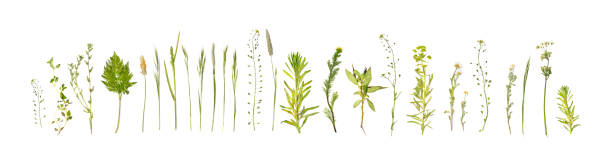 istock Pressed Dried Herbarium of Various Plants Isolated 1272235722