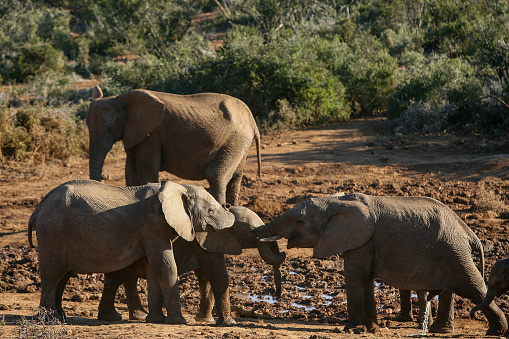 A herd of elephant at a watering hole in the Addo National Park.