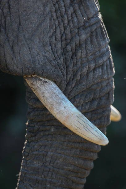 A close up of an elephant tusk and trunk. stock photo