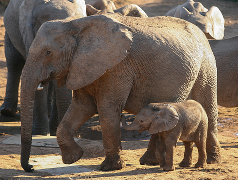 A mother and young elephant calf at a watering hole