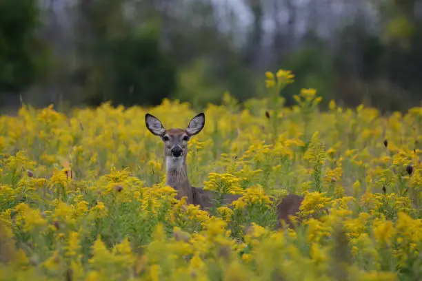 White Tail Deer doe in a field of goldenrod