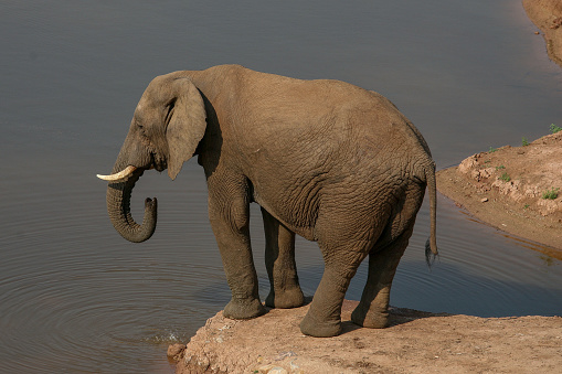 One Indian elephant in Latin called Elephas maximus indicus living in captivity. It is captures slightly turned to side, its trunk is curled up, he is putting some leaves into the mouth.