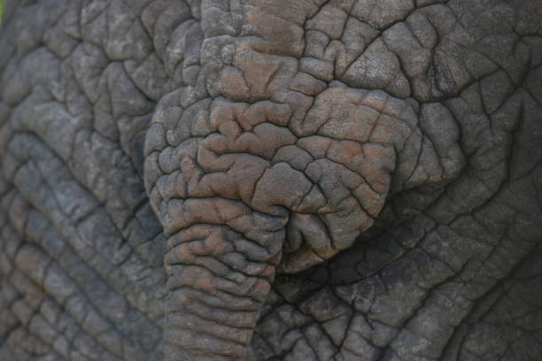 istock A close up of an elephant rump and tail 1272237255