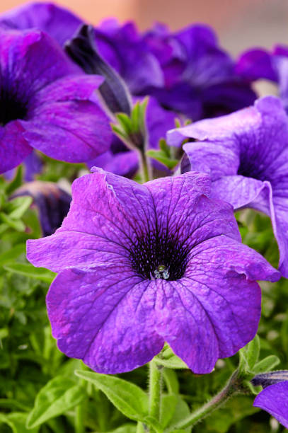 istock Purple garden flowers 1272237444
