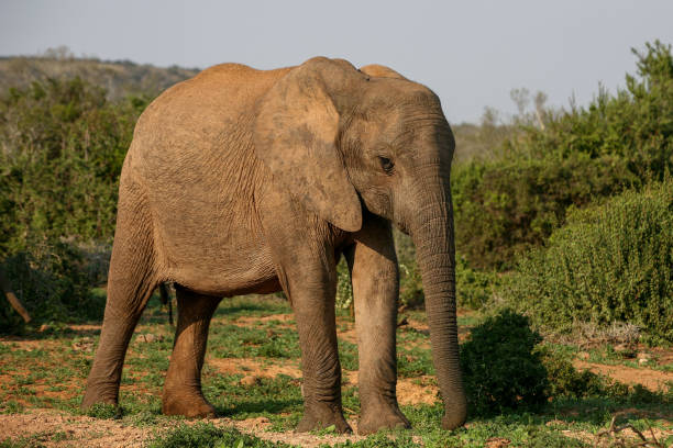 istock A lone elephant walking donw a dirt patch in the african bush 1272237701