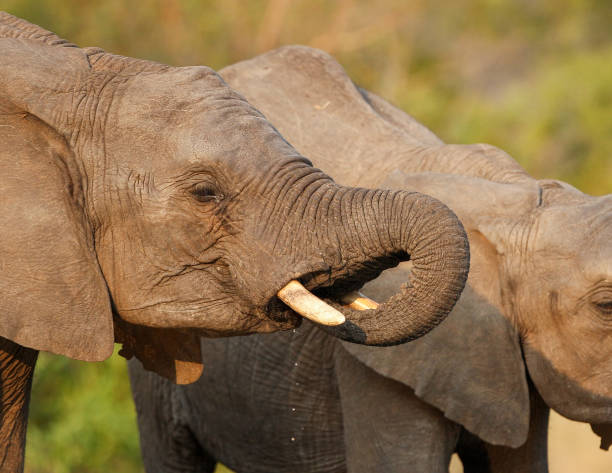 istock A close up of an elephant  head with its trunk in his mouth while drinking water 1272238428