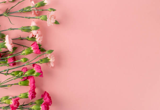 istock Fresh Carnation Flower Bouquet Dianthus or Schabaud 1272239065