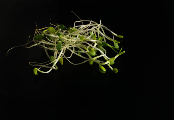 Red clover sprouts, lucerne and radish sprouts isolated on black background top view. Sprouted vegetable seeds for raw diet food, micro green healthy eating concept