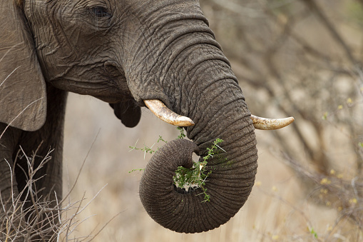 A close up of an elephant head while eating