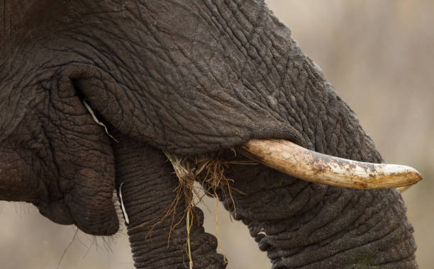 A young African Elephant, Loxodonta africana, with grass in its trunk, in Kruger NP, South Africa\