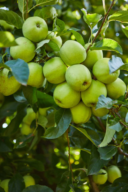 istock Green apples on a branch ready to be harvested, outdoors, selective focus 1272239354