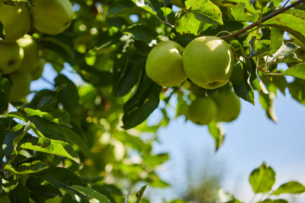 istock Green apples on a branch ready to be harvested, outdoors, selective focus 1272239364