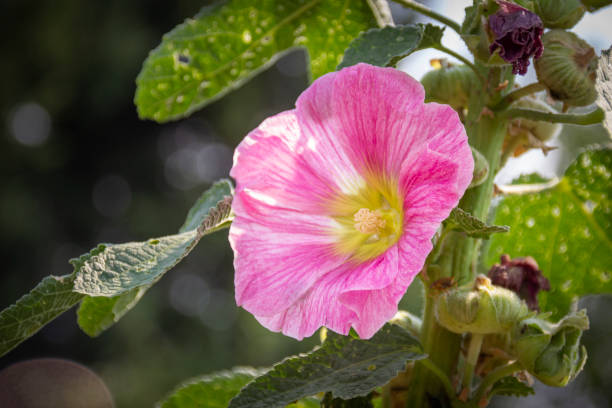 istock Flower of a common hollyhock ( Alcea rosea ) 1272239985